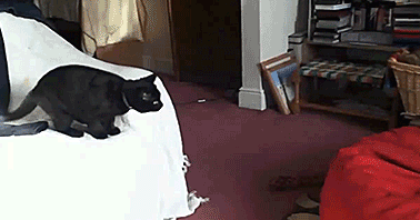 cat-jumps-into-bean-bag